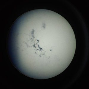 Meet your Posher, Kyle